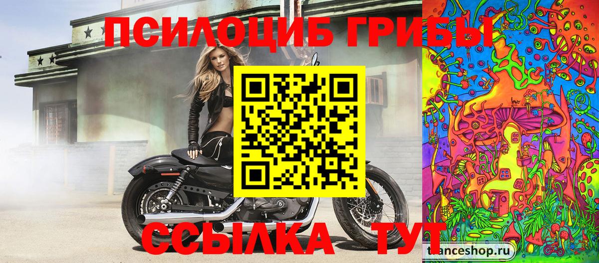 Псилоцибиновые грибы Psilocybe Выборг
